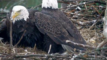 PA Farm Country Eagles Live Cams - Apr 5, 2026, 10:03am EDT