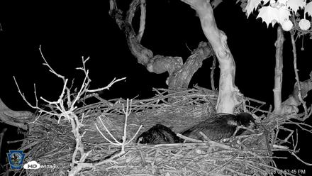 PA Farm Country Eagles Live Cams - May 10, 2026, 8:54pm EDT