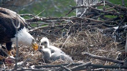 PA Farm Country Eagles Live Cams - Mar 30, 2026, 8:41am EDT