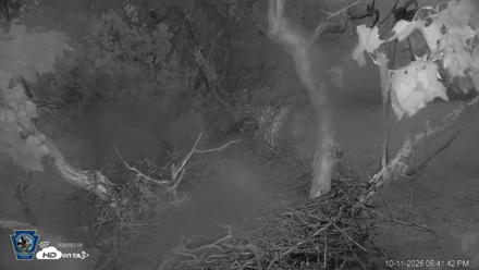 PA Farm Country Eagles Live Cams - Oct 11, 2026, 6:42pm EDT