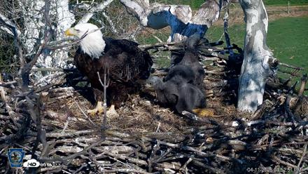 PA Farm Country Eagles Live Cams - Apr 11, 2026, 4:53pm EDT