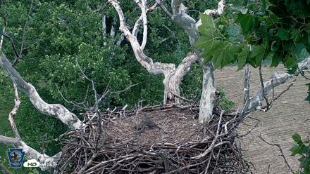 PA Farm Country Eagles Live Cams - Jun 28, 2026, 4:28pm EDT