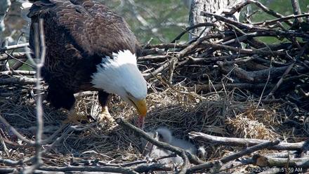 PA Farm Country Eagles Live Cams - Mar 22, 2026, 11:52am EDT