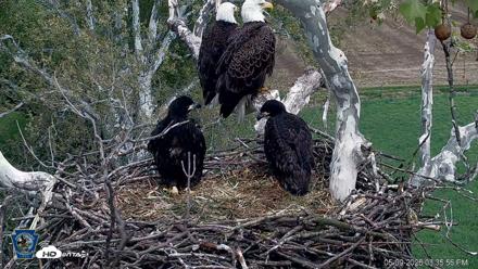 PA Farm Country Eagles Live Cams - May 9, 2026, 3:36pm EDT