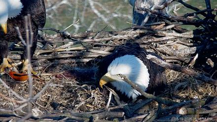 PA Farm Country Eagles Live Cams - Mar 19, 2026, 5:18pm EDT