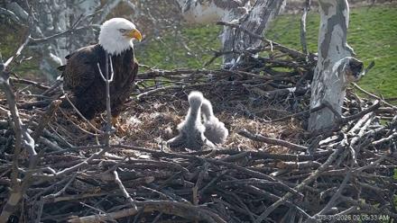 PA Farm Country Eagles Live Cams - Mar 31, 2026, 9:06am EDT