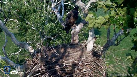PA Farm Country Eagles Live Cams - Jul 14, 2026, 6:03pm EDT