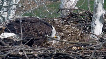 PA Farm Country Eagles Live Cams - Mar 25, 2026, 3:16pm EDT