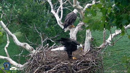 PA Farm Country Eagles Live Cams - Jul 22, 2026, 6:18am EDT