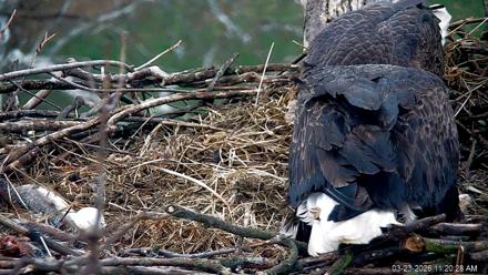 PA Farm Country Eagles Live Cams - Mar 23, 2026, 11:21am EDT