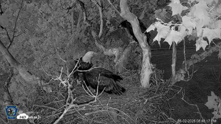 PA Farm Country Eagles Live Cams - Jun 2, 2026, 8:51pm EDT
