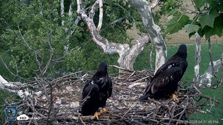 PA Farm Country Eagles Live Cams - May 26, 2026, 4:32pm EDT