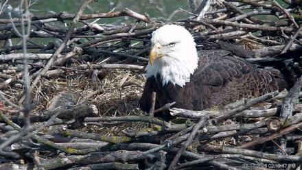PA Farm Country Eagles Live Cams - Mar 17, 2026, 2:20pm EDT