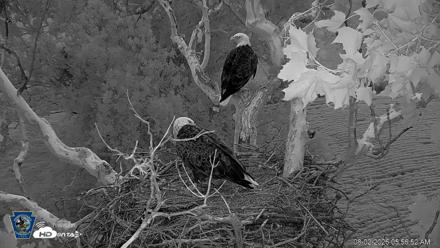 PA Farm Country Eagles Live Cams - Aug 2, 2026, 5:57am EDT