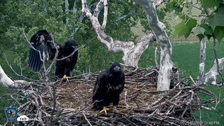PA Farm Country Eagles Live Cams - May 25, 2026, 3:02pm EDT