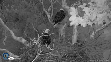 PA Farm Country Eagles Live Cams - Aug 2, 2026, 5:55am EDT