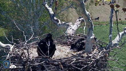 PA Farm Country Eagles Live Cams - May 5, 2026, 10:45am EDT