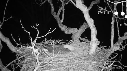 PA Farm Country Eagles Live Cams - Feb 4, 2026, 6:23pm EST