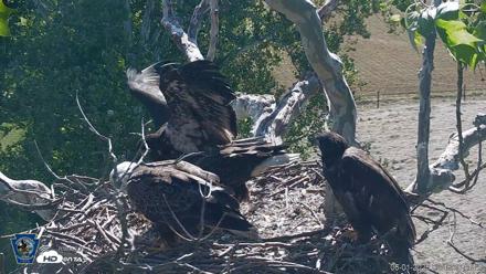 PA Farm Country Eagles Live Cams - Jun 1, 2026, 9:47am EDT