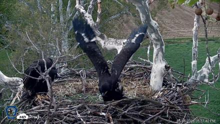 PA Farm Country Eagles Live Cams - May 8, 2026, 5:38pm EDT
