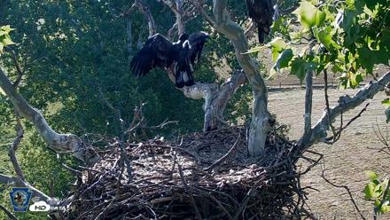 PA Farm Country Eagles Live Cams - Jun 4, 2026, 7:18am EDT