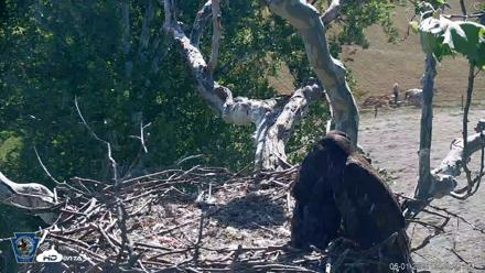 PA Farm Country Eagles Live Cams - Jun 1, 2026, 9:59am EDT