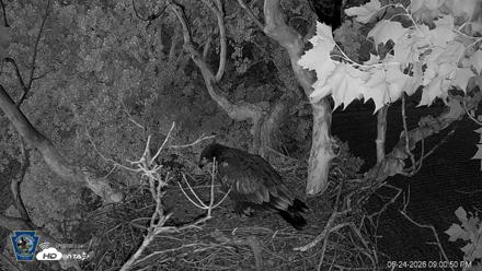 PA Farm Country Eagles Live Cams - Jun 24, 2026, 9:01pm EDT