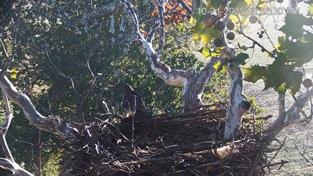 PA Farm Country Eagles Live Cams - Oct 21, 2025, 8:37am EDT