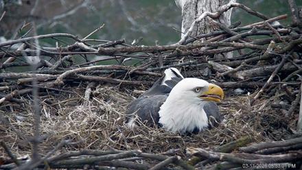 PA Farm Country Eagles Live Cams - Mar 11, 2026, 5:33pm EDT