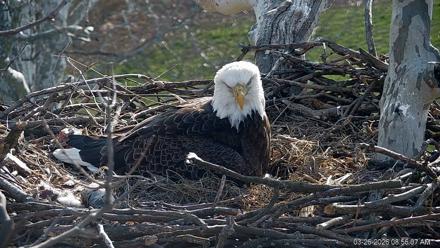 PA Farm Country Eagles Live Cams - Mar 26, 2026, 8:56am EDT
