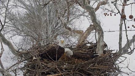 PA Farm Country Eagles Live Cams - Feb 17, 2026, 10:18am EST