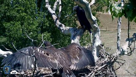 PA Farm Country Eagles Live Cams - Jun 2, 2026, 1:07pm EDT