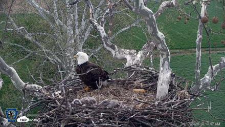 PA Farm Country Eagles Live Cams - Apr 17, 2026, 10:12am EDT