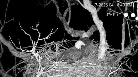 PA Farm Country Eagles Live Cams - Jan 17, 2026, 4:18am EST