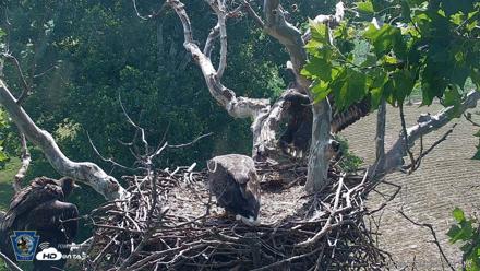 PA Farm Country Eagles Live Cams - Jun 29, 2026, 9:52am EDT