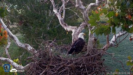 PA Farm Country Eagles Live Cams - Sep 15, 2026, 6:40am EDT