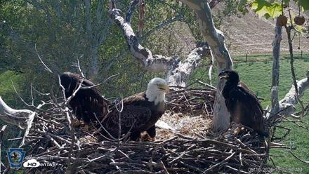 PA Farm Country Eagles Live Cams - May 10, 2026, 10:03am EDT