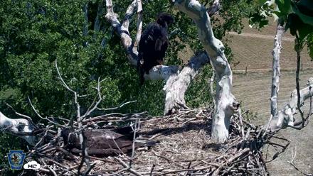 PA Farm Country Eagles Live Cams - Jun 2, 2026, 1:34pm EDT