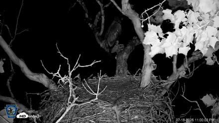 PA Farm Country Eagles Live Cams - Jul 18, 2026, 11:01pm EDT
