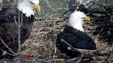 PA Farm Country Eagles Live Cams - Mar 21, 2026, 4:08pm EDT