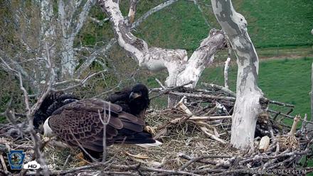 PA Farm Country Eagles Live Cams - Apr 26, 2026, 4:58pm EDT