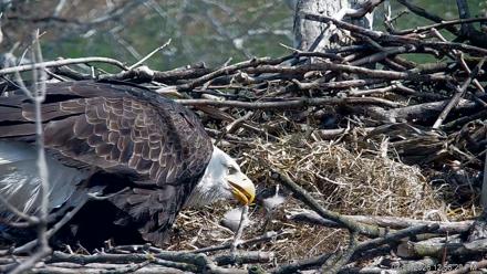PA Farm Country Eagles Live Cams - Mar 20, 2026, 12:57pm EDT