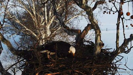 PA Farm Country Eagles Live Cams - Feb 4, 2026, 4:32pm EST