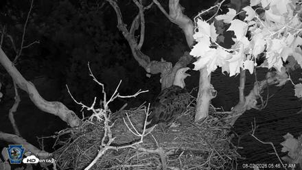 PA Farm Country Eagles Live Cams - Aug 2, 2026, 5:47am EDT