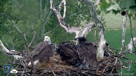 PA Farm Country Eagles Live Cams - May 23, 2026, 7:53pm EDT