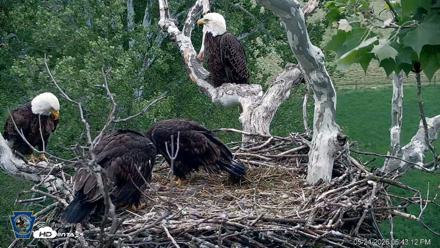 PA Farm Country Eagles Live Cams - May 24, 2026, 6:44pm EDT