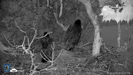 PA Farm Country Eagles Live Cams - May 22, 2026, 8:25pm EDT