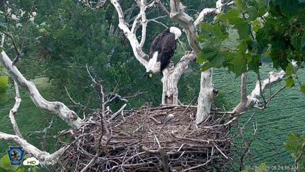 PA Farm Country Eagles Live Cams - Jul 28, 2026, 6:26am EDT