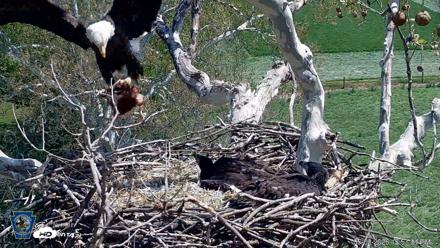 PA Farm Country Eagles Live Cams - May 2, 2026, 12:55pm EDT