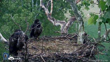 PA Farm Country Eagles Live Cams - May 25, 2026, 8:55am EDT